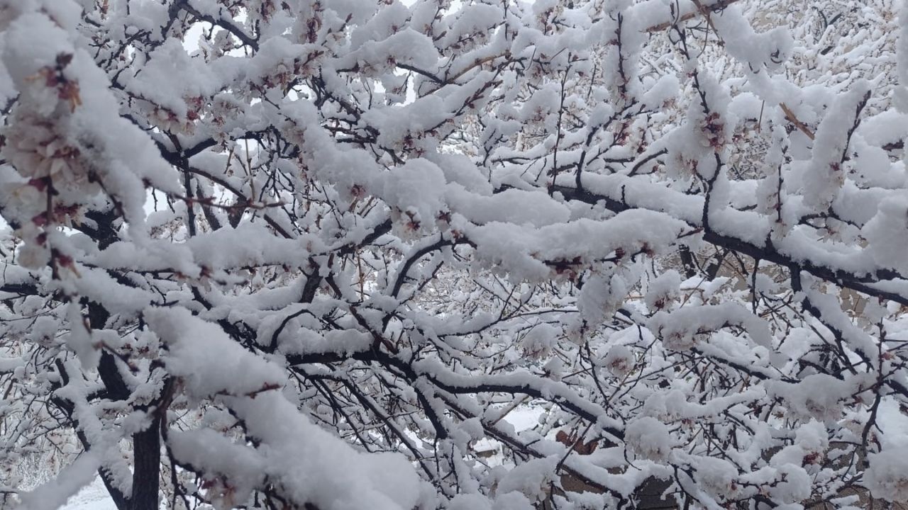 Bahar Beklenirken Kış Geri Döndü İlkbahar Karı Ağaçları Beyaza Bürüdü (4)