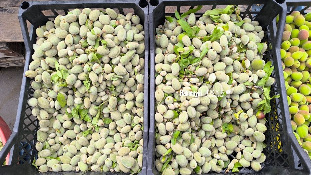 Baharın Lezzeti Tezgahlarda Yozgat’ta Çağla Sezonu Açıldı (2)