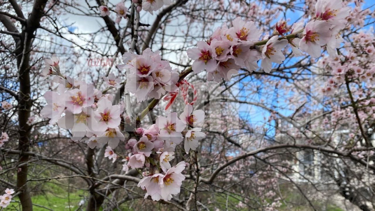 Çiçekler Açtı, Şehir Değişti Yozgat’ta Göz Kamaştıran Manzara (2)