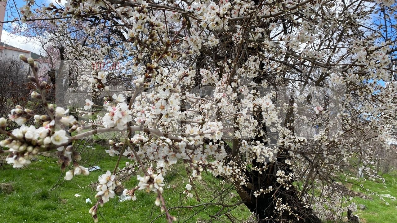 Çiçekler Açtı, Şehir Değişti Yozgat’ta Göz Kamaştıran Manzara (3)
