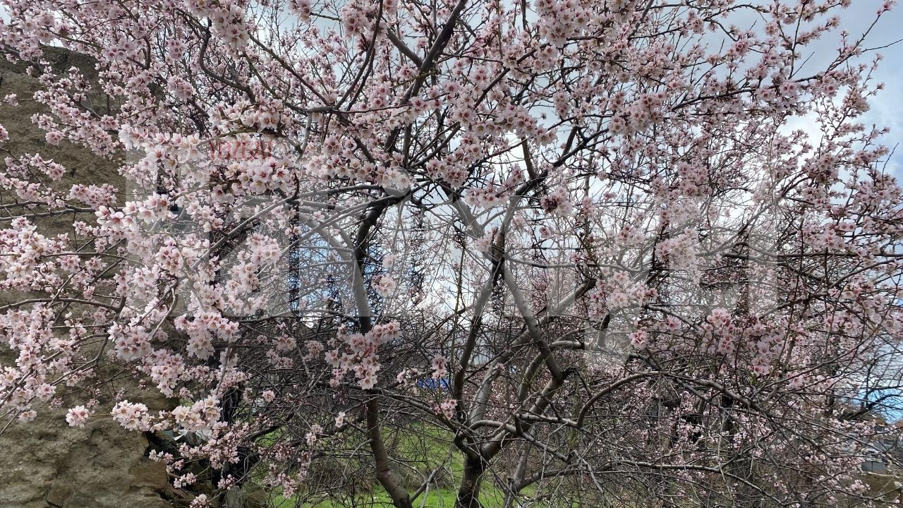Çiçekler Açtı, Şehir Değişti Yozgat’ta Göz Kamaştıran Manzara (4)