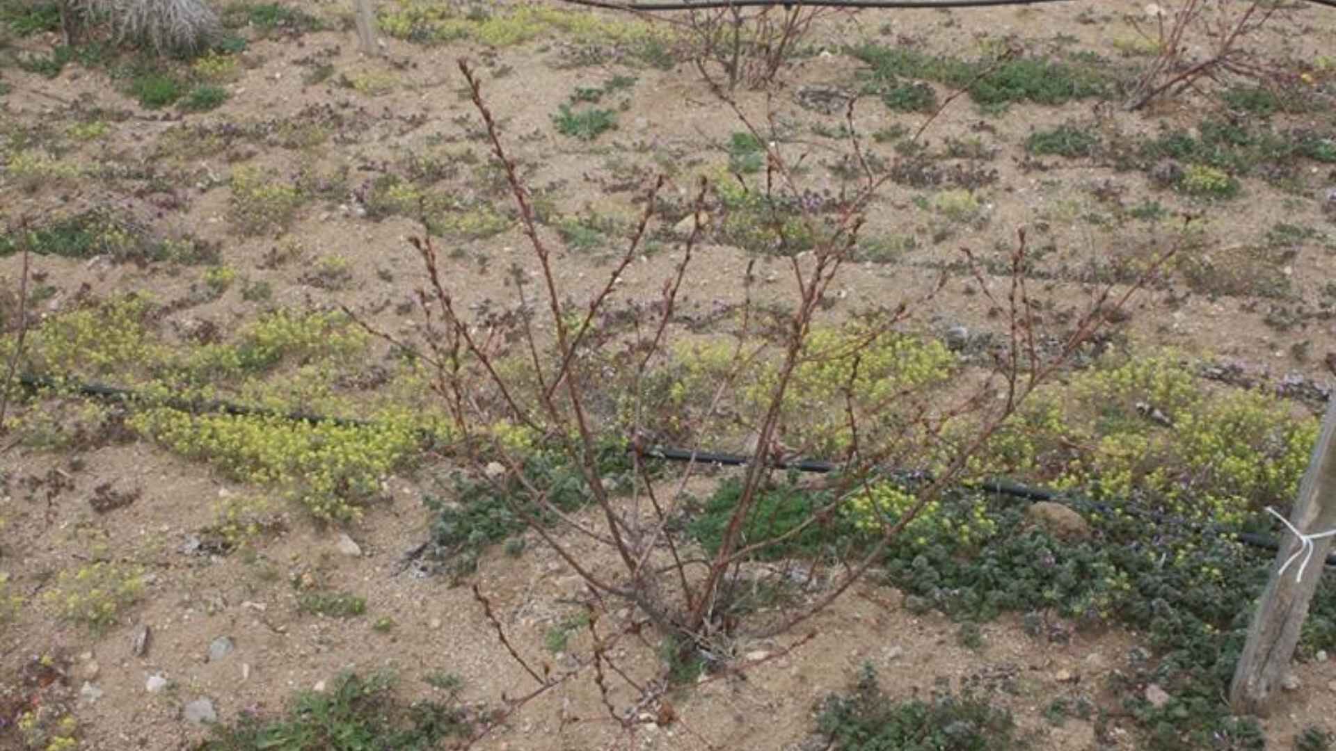 Dikkat Çeken Tarım Çalışması Yozgat’ta Aronya Üretimi İçin Kritik Eğitim (2)