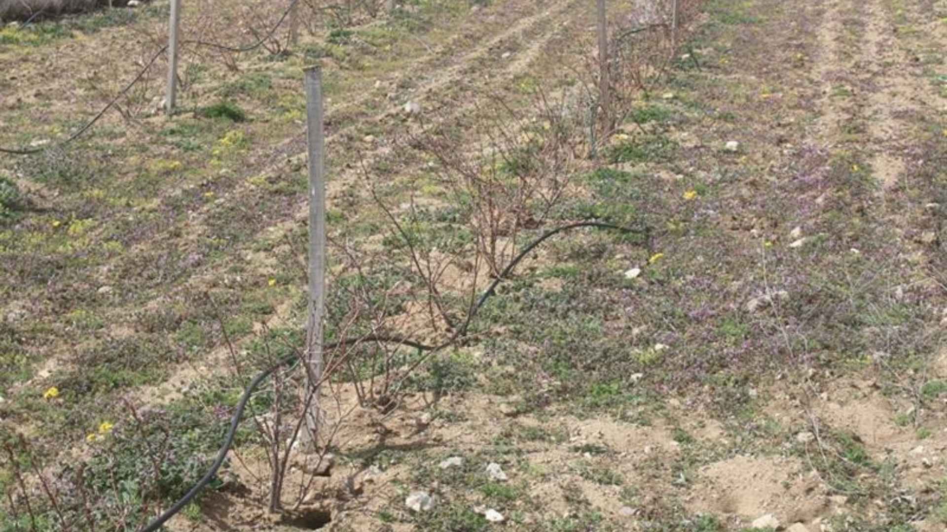 Dikkat Çeken Tarım Çalışması Yozgat’ta Aronya Üretimi İçin Kritik Eğitim (3)