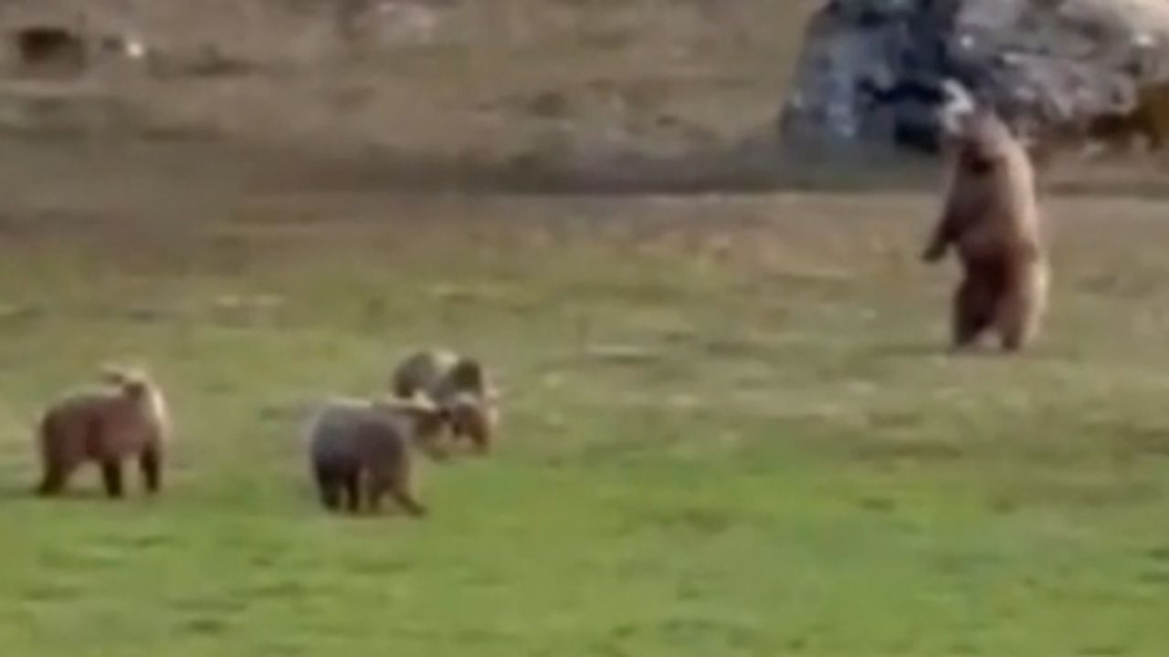 Doğal Yaşamın Sürpriz Misafirleri Bozayı Ailesi Yozgat’ta Görüntülendi (1)