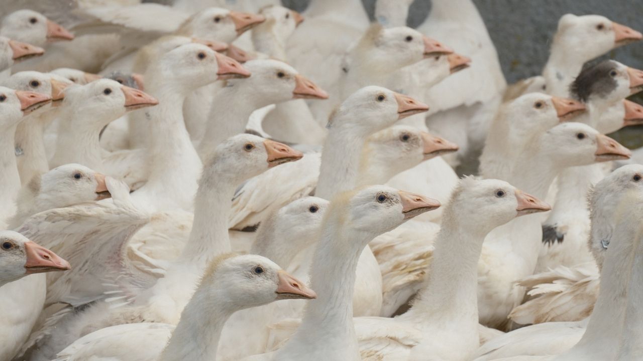 Dünya Standartlarına Uzanan Projede Yozgat Ve Bandırma El Ele! (1)