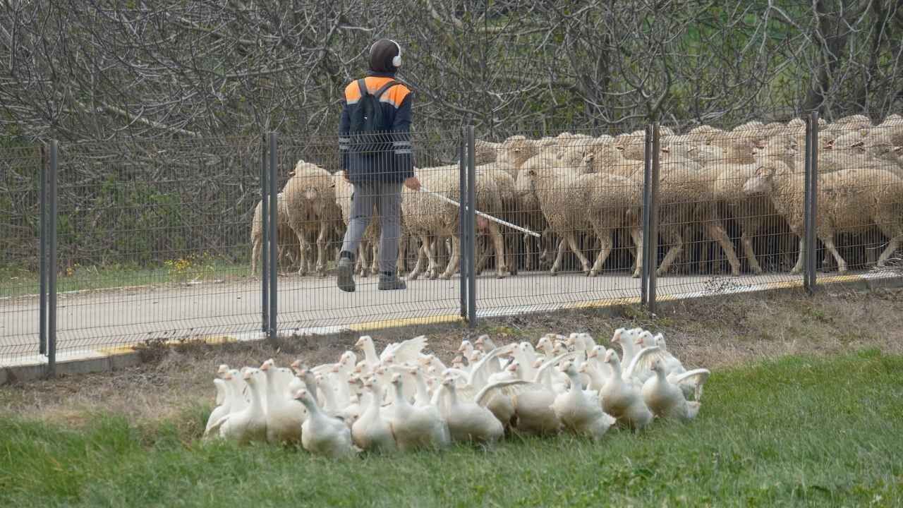 Dünya Standartlarına Uzanan Projede Yozgat Ve Bandırma El Ele! (2)