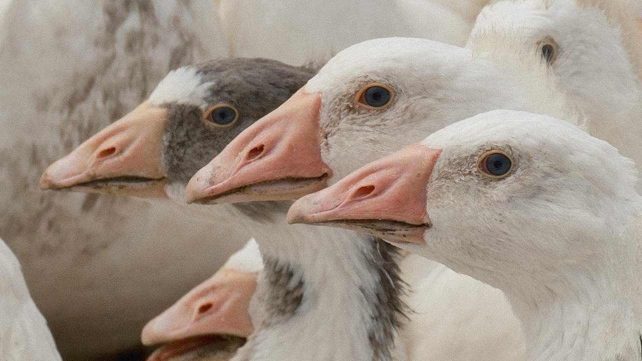 Dünya Standartlarına Uzanan Projede Yozgat Ve Bandırma El Ele! (4)