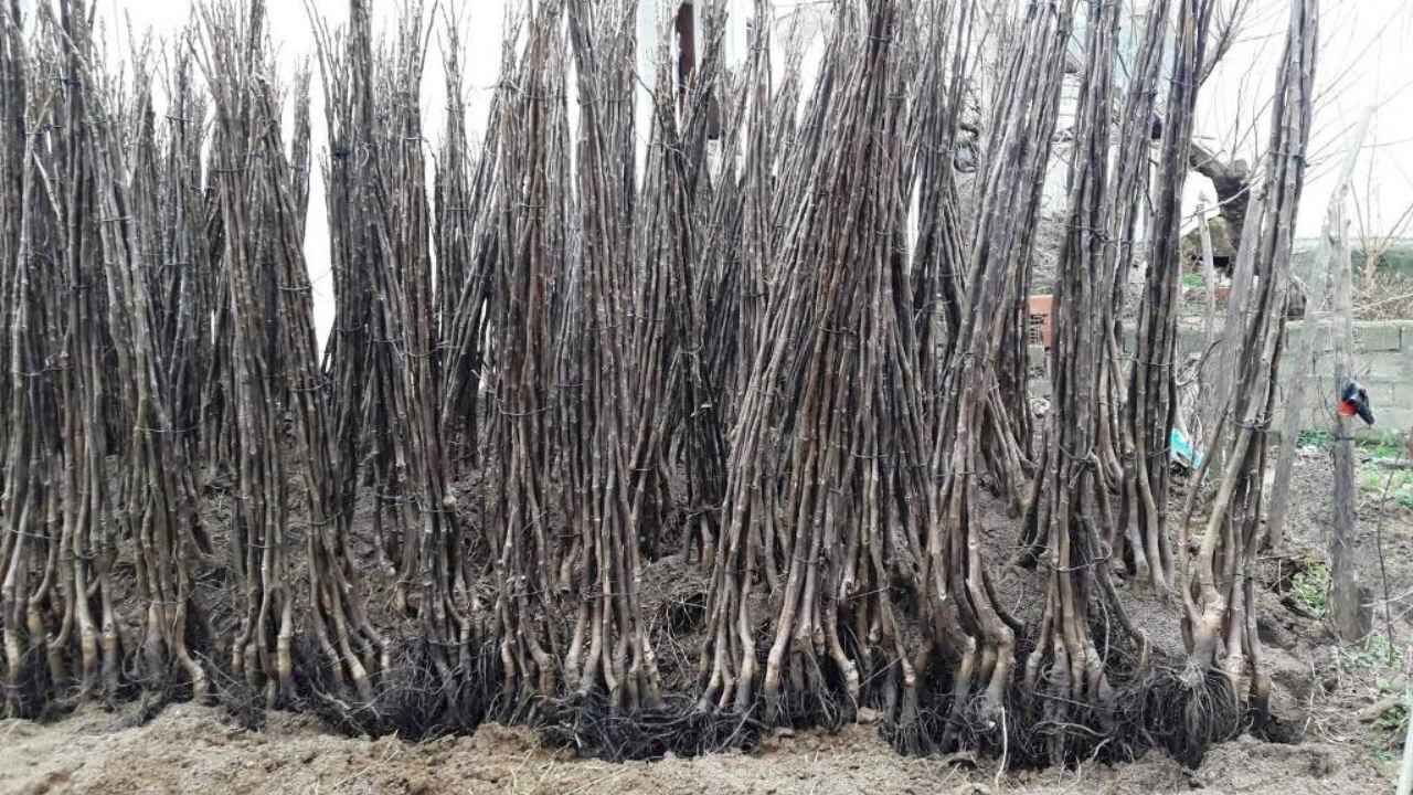 Fidan Dikecekler İçin Altın Dönem Başladı Toprak Artık Hazır (2)