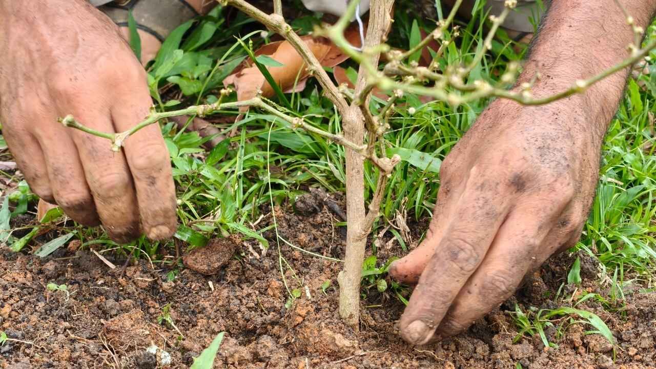 Fidan Dikecekler İçin Altın Dönem Başladı Toprak Artık Hazır (3)
