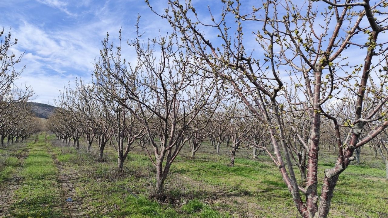 İlkbahar Geç Donları Takipte Yozgat İl Tarım Müdürlüğü Bahçelerde Önlemleri Artırdı (2)