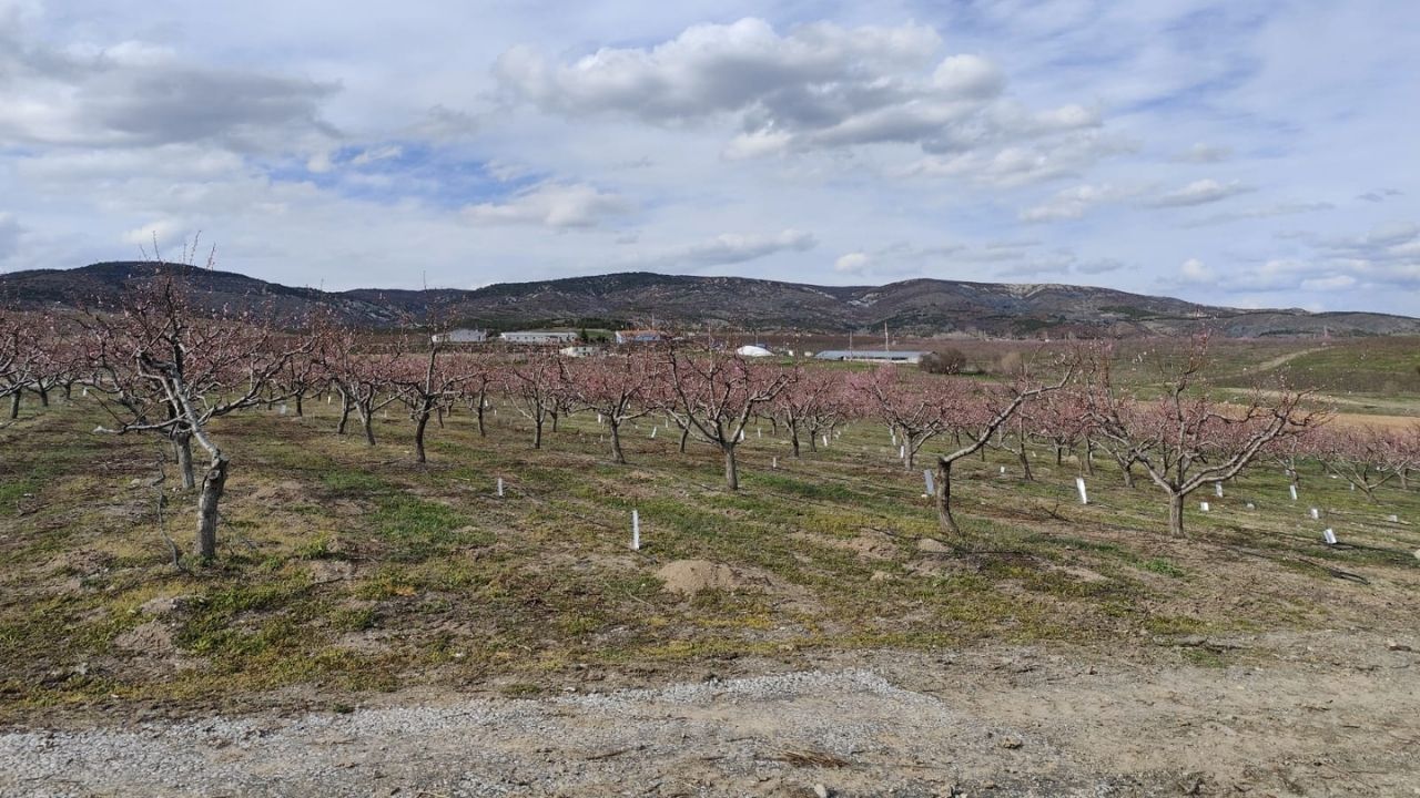 İlkbahar Geç Donları Takipte Yozgat İl Tarım Müdürlüğü Bahçelerde Önlemleri Artırdı (4)