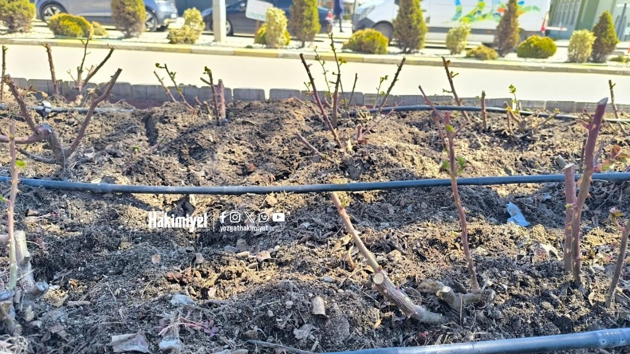 Toprak Çapalandı, Dallar Budandı Yozgat’ta Baharın İlk Tomurcukları Göründü (3)