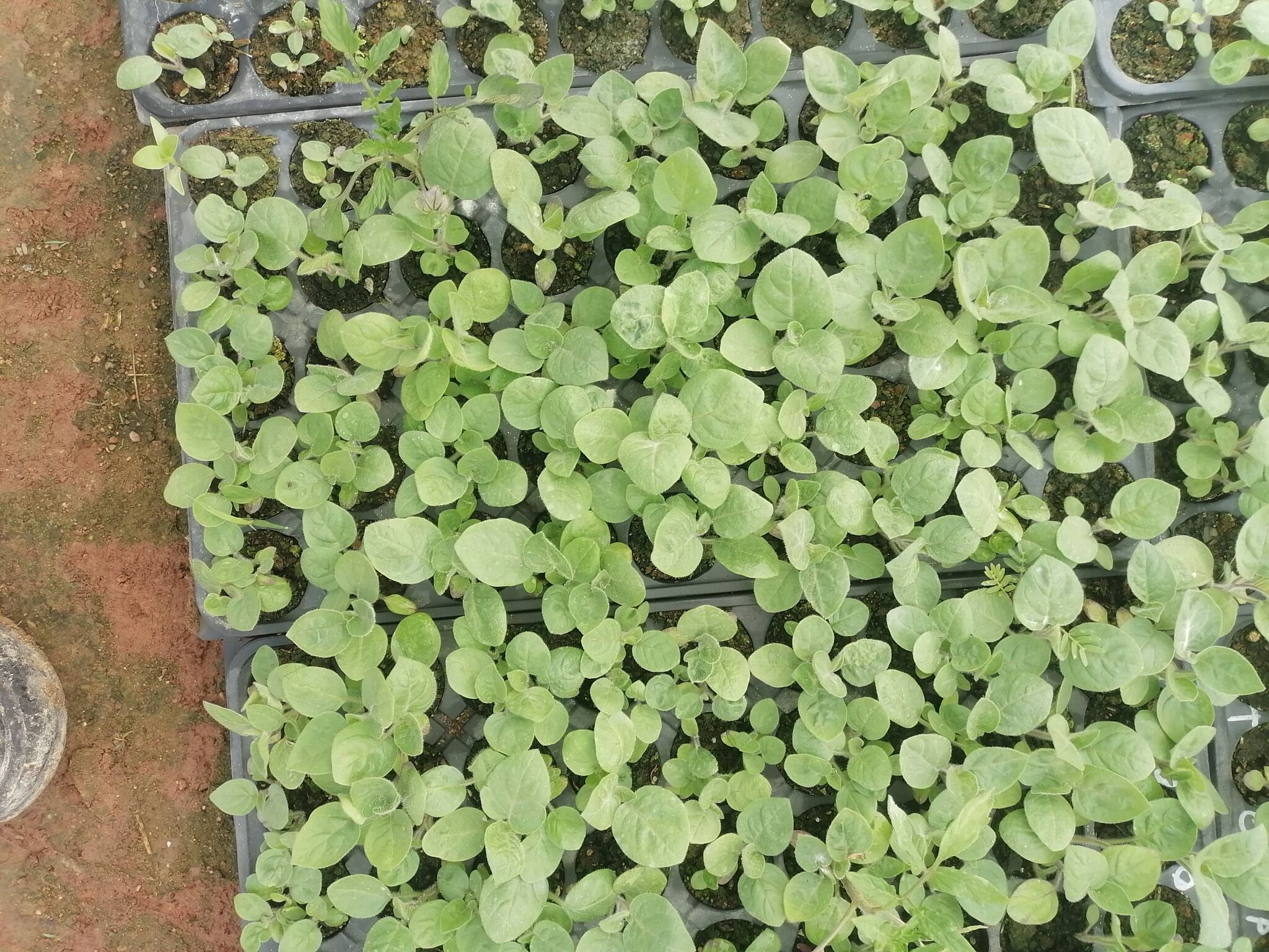 Türkiye'nin Yerli Fideleri Yozgat'tan!22