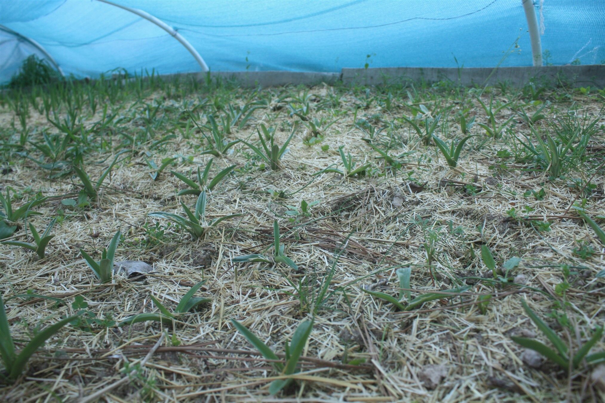 Yozgat'ın Boğazlıyan İlçesinde Salep Üretimi İçin Deneme Çalışmaları Yapıldı1