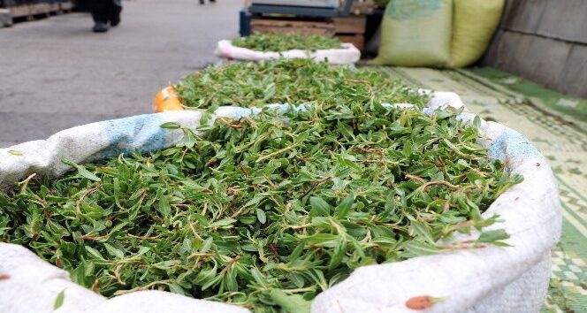 Yozgatlılar Madımak Alım Dönemi Başlıyor