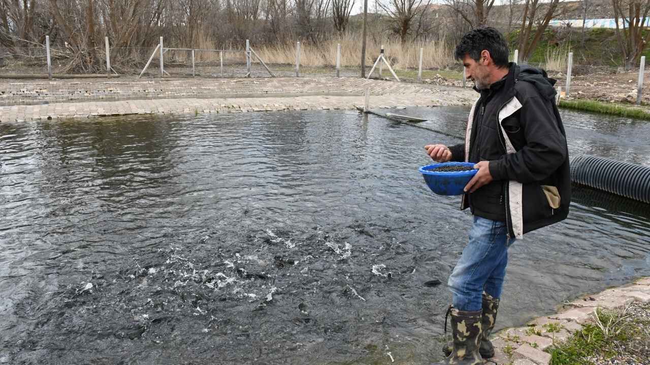 Yozgat’ta Balık Üretiminde Rekor Yükseliş Aylık Üretim 1 Tona Ulaştı (1)