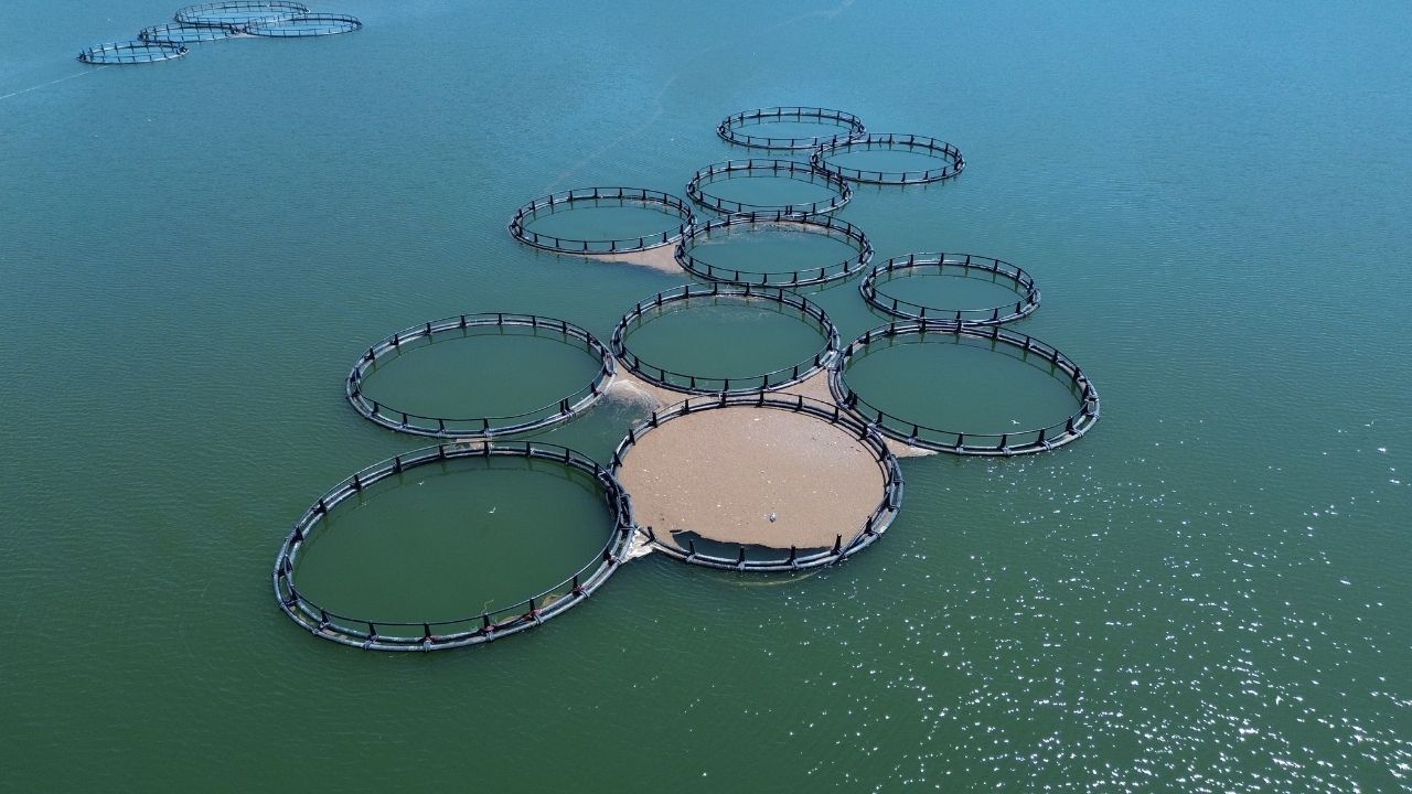 Yozgat’ta Baraj Doluluk Oranı Arttı Balıkçıların Yüzü Güldü (1)