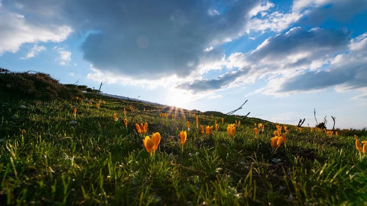 Yozgat’ta Doğa İki Mevsimi Birleştirdi Kar Ve Çiçekler Aynı Karede (1)