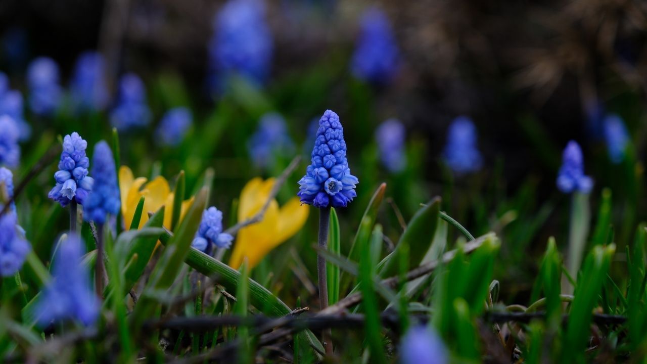 Yozgat’ta Doğa İki Mevsimi Birleştirdi Kar Ve Çiçekler Aynı Karede (3)