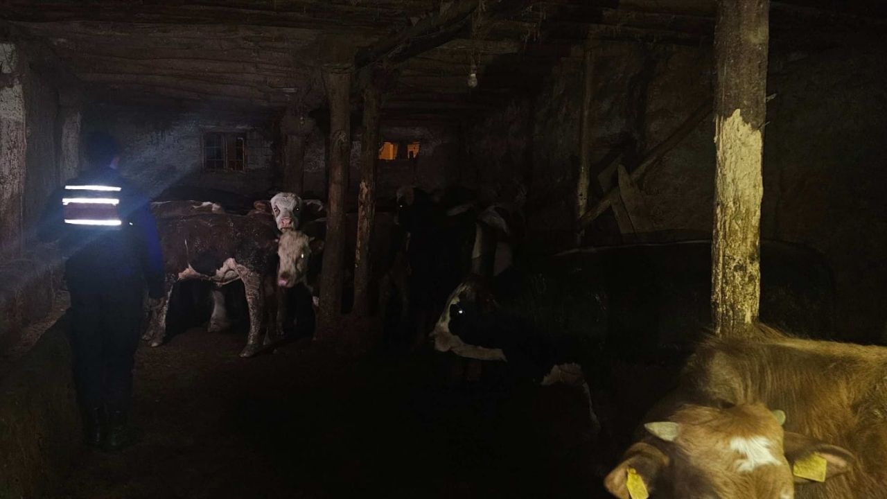 Yozgat’ta Hayvan Kaybı İhbarı Sonrası Önemli Gelişme (1)