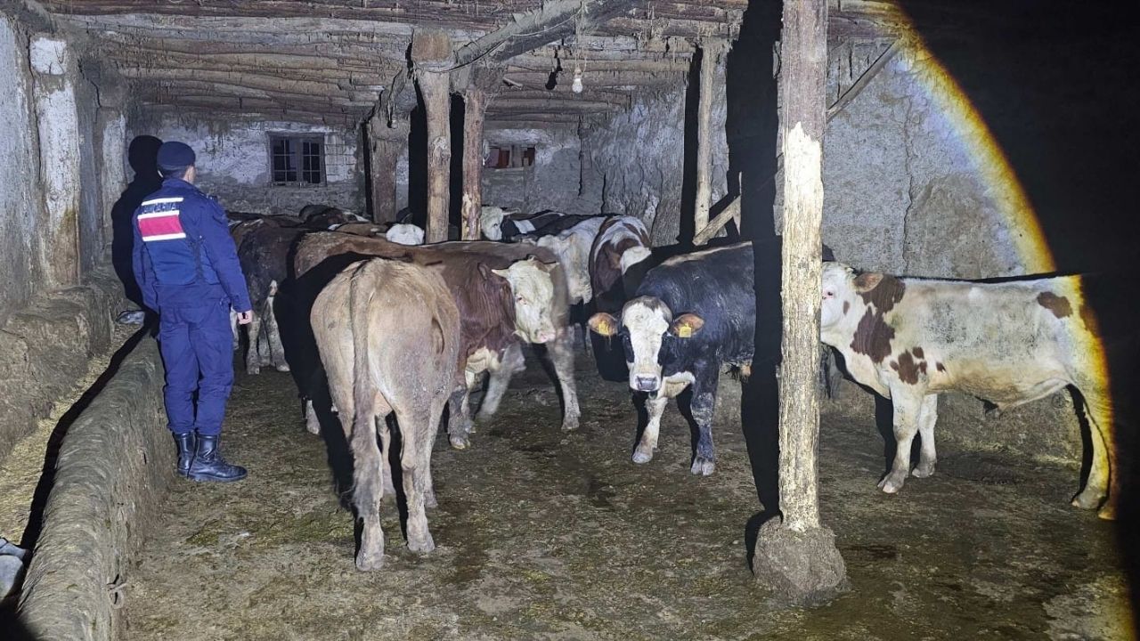 Yozgat’ta Hayvan Kaybı İhbarı Sonrası Önemli Gelişme (3)