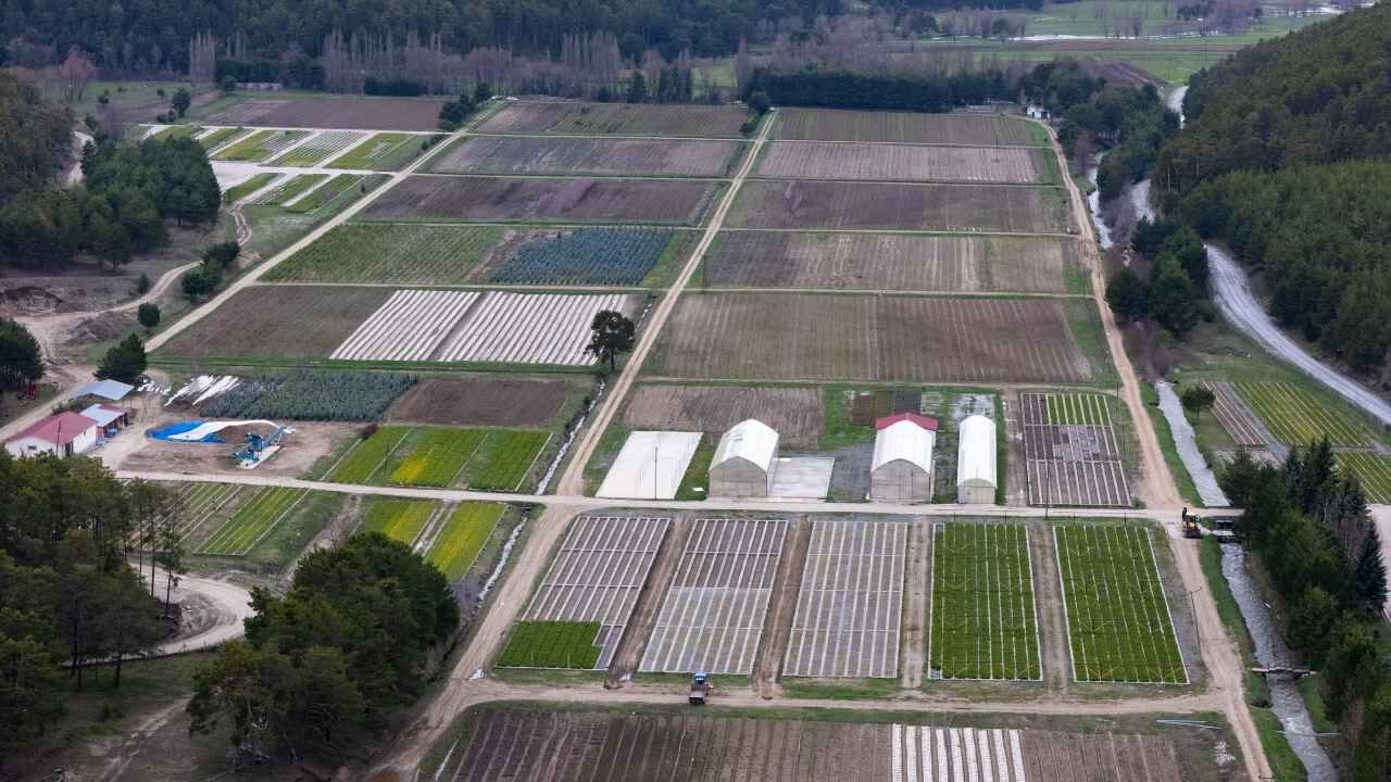 Yozgat’ta Kadın Eliyle Yetişen Milyonluk Yeşil Güç (2)