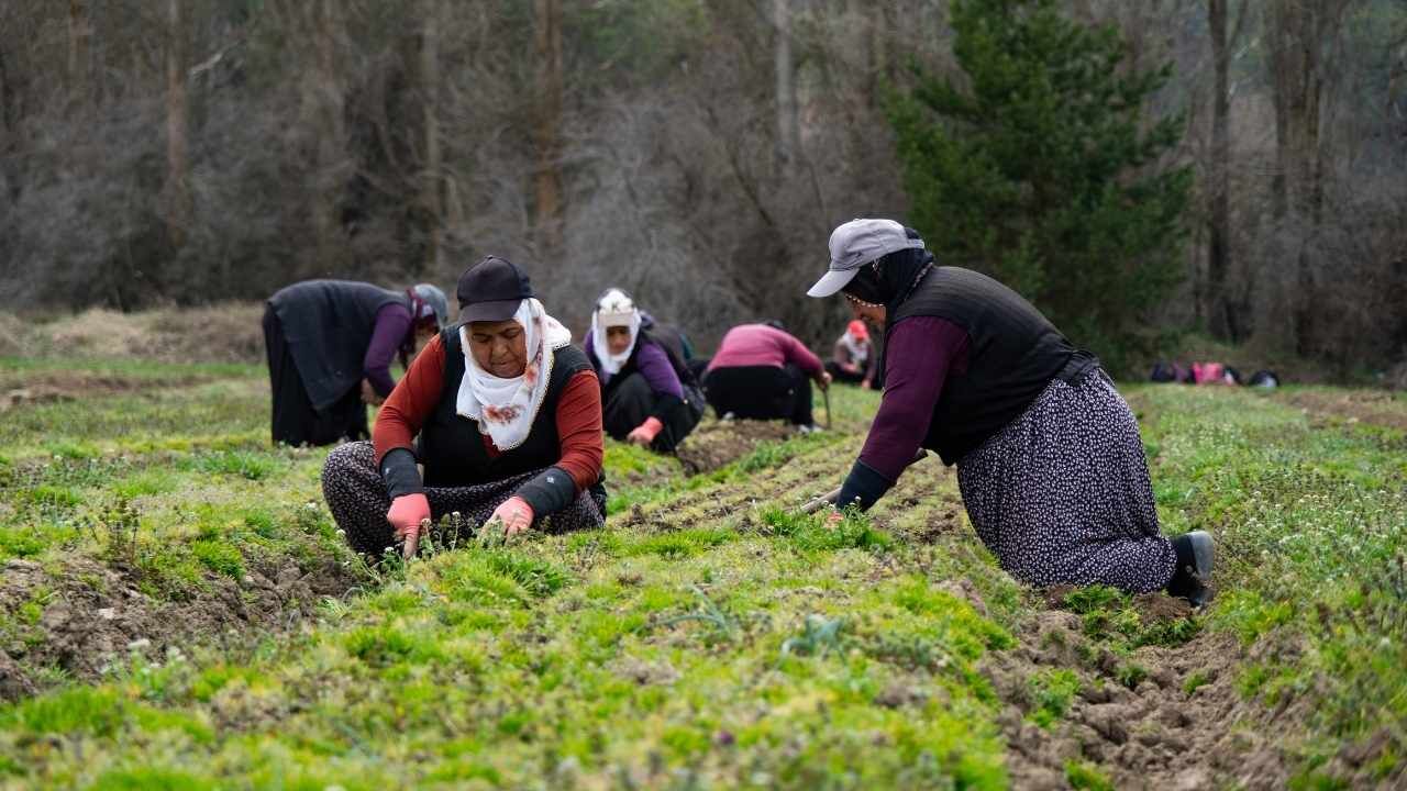 Yozgat’ta Kadın Eliyle Yetişen Milyonluk Yeşil Güç (3)