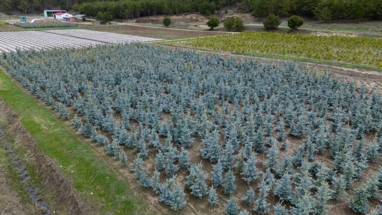 Yozgat’ta Kadın Eliyle Yetişen Milyonluk Yeşil Güç (4)
