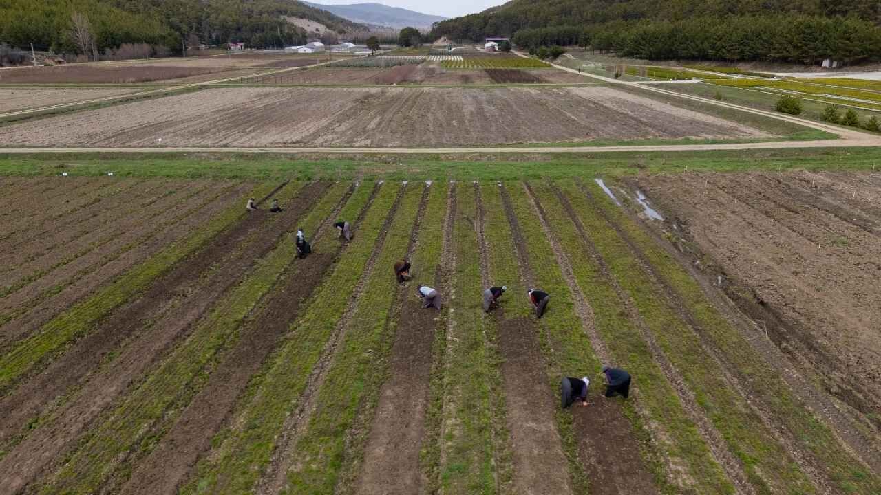 Yozgat’ta Kadın Eliyle Yetişen Milyonluk Yeşil Güç (5)