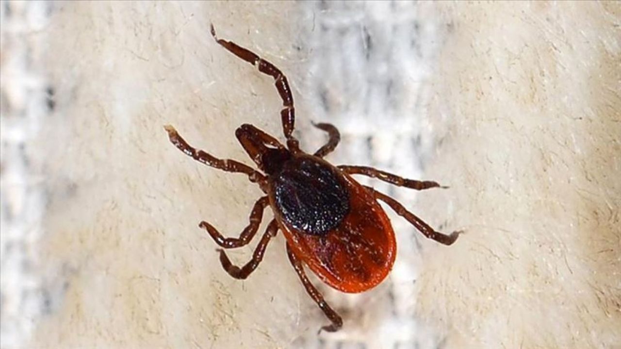 Yozgat’ta Kene Alarmı Yazın Başlamasıyla Korkulu Rüya Geri Geldi2