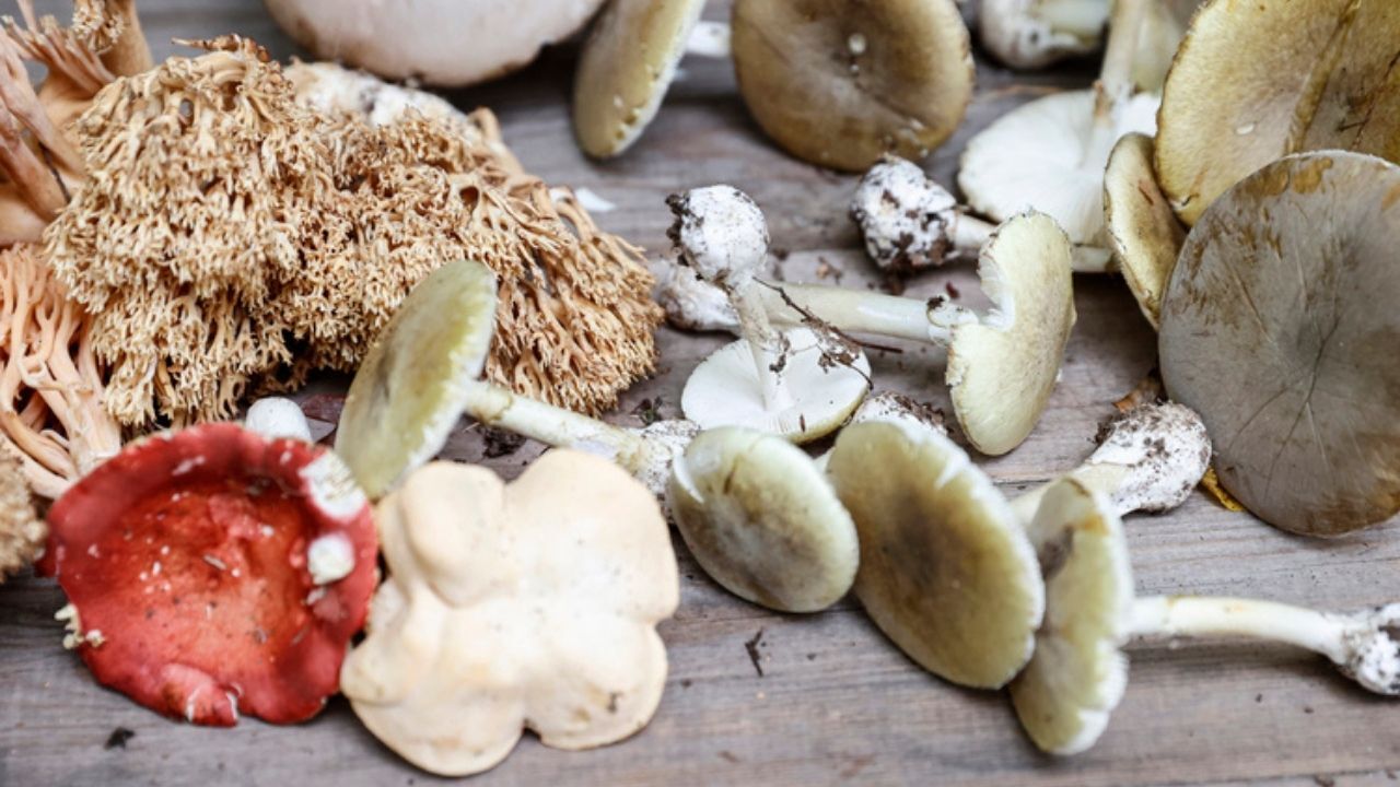 Yozgat’ta ‘Lezzet’ Sandığınız Şey Sonunuz Olabilir! Valilikten Çok Sert Uyarı (3)