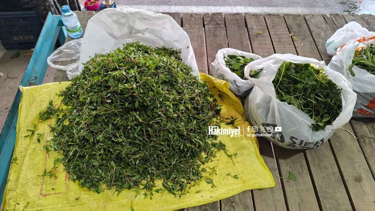 Yozgat’ta Madımak Bereketi Tezgahlara İndi Fiyatlar Dikkat Çekti (1)