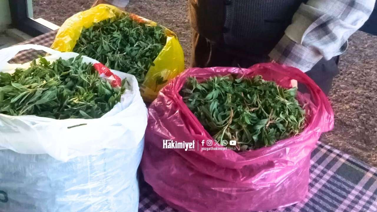 Yozgat’ta Madımak Bereketi Tezgahlara İndi Fiyatlar Dikkat Çekti (3)