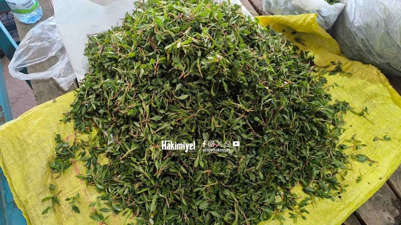 Yozgat’ta Madımak Bereketi Tezgahlara İndi Fiyatlar Dikkat Çekti (4)