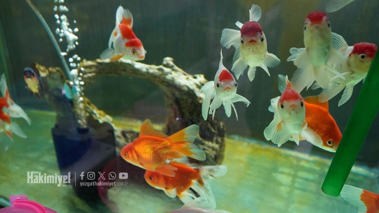 Yozgat’ta Pet Shop Rekabeti Kızıştı Küçük Şehirde Satışlar Geriliyor (1)