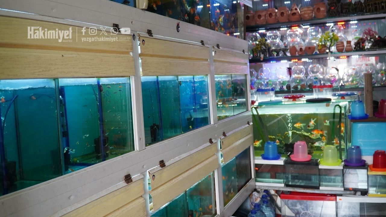 Yozgat’ta Pet Shop Rekabeti Kızıştı Küçük Şehirde Satışlar Geriliyor (2)