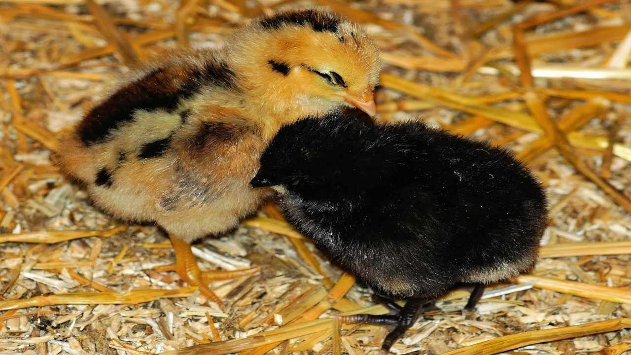 Yozgat’ta Sezon Açıldı Minik Civcivler Pazarı Şenlendirdi (3)