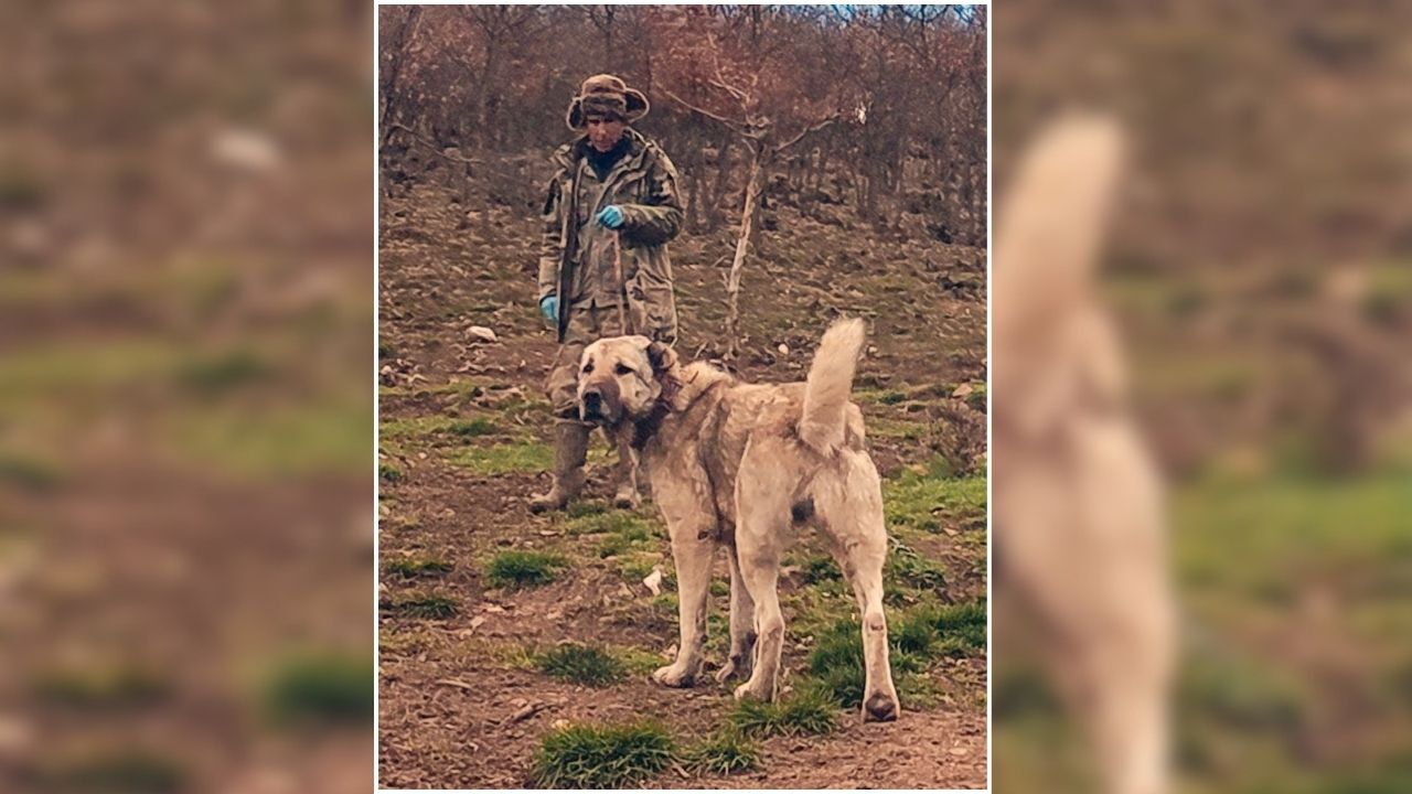 Yozgat’ta Sürüyü Koruyan Sadık Bekçiler Onlar Olmadan Güvenlik Olmaz (2)