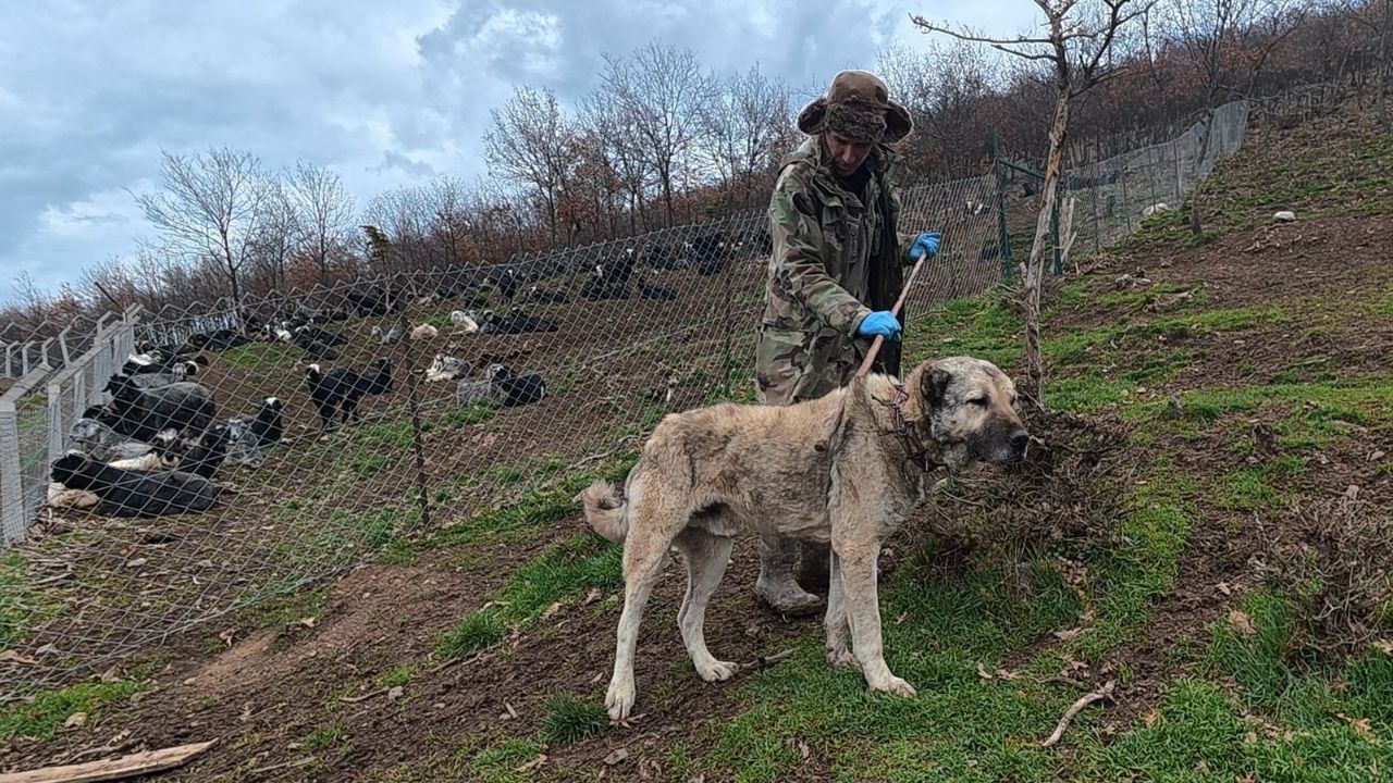 Yozgat’ta Sürüyü Koruyan Sadık Bekçiler Onlar Olmadan Güvenlik Olmaz (3)