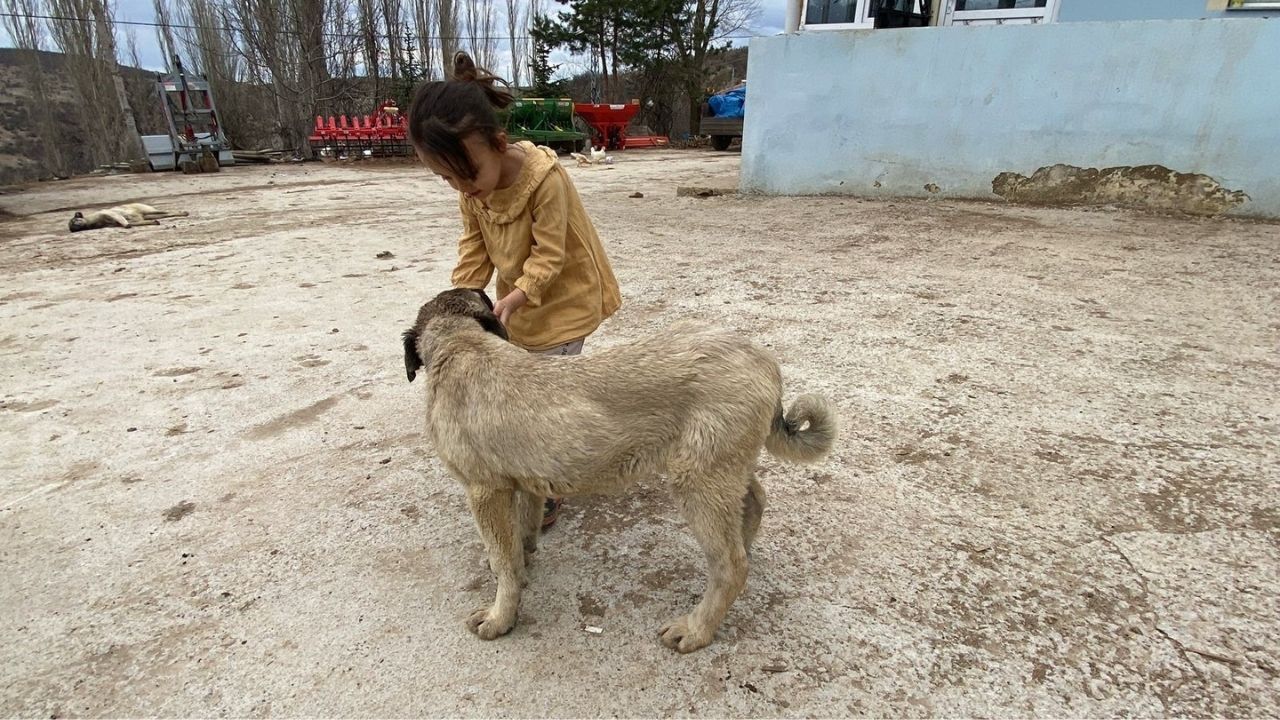 Yozgat’ta Sürüyü Koruyan Sadık Bekçiler Onlar Olmadan Güvenlik Olmaz (4)