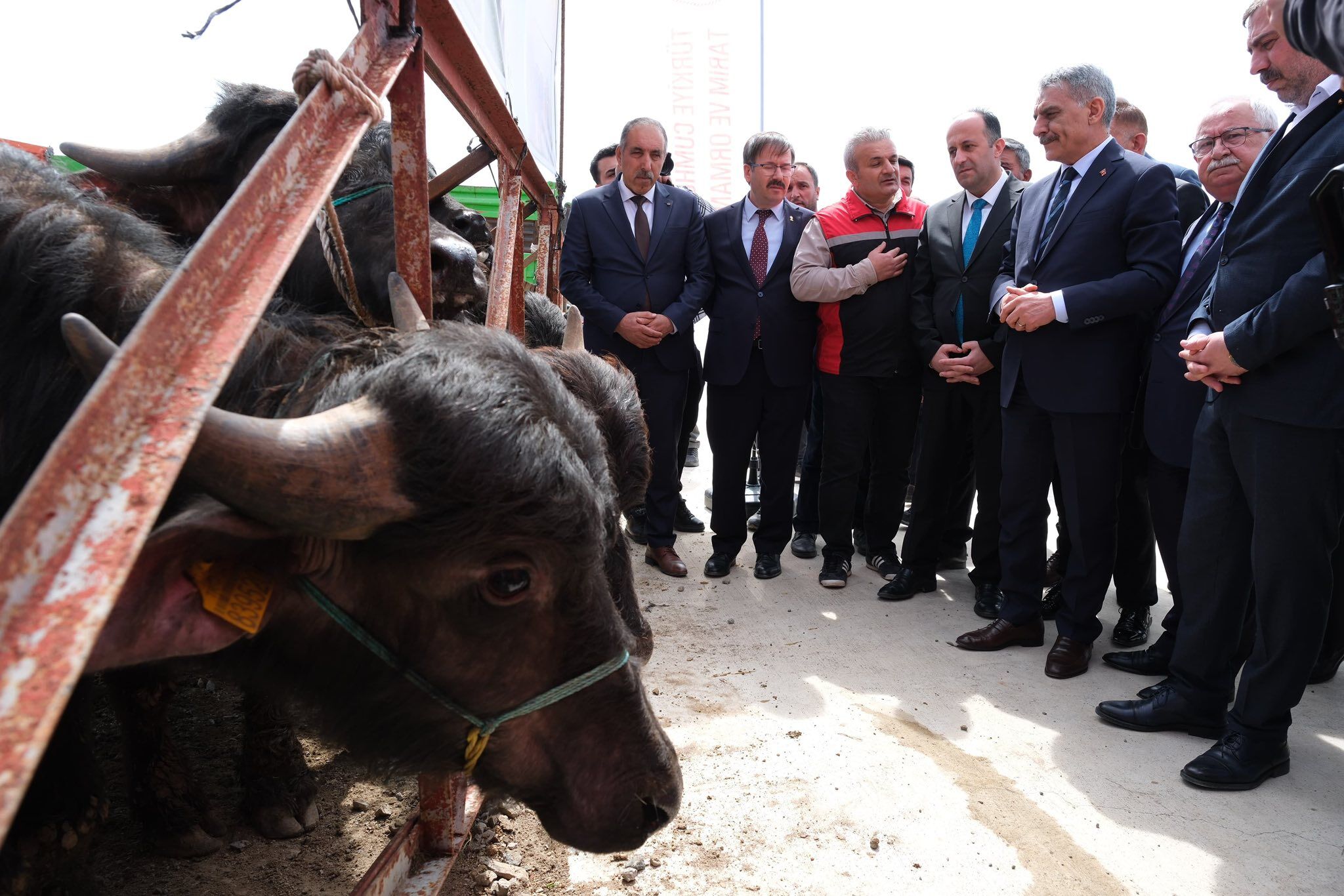 Yozgat’ta Üreticiye Can Suyu Damızlık Mandalarla Islah Süreci Başladı (1)