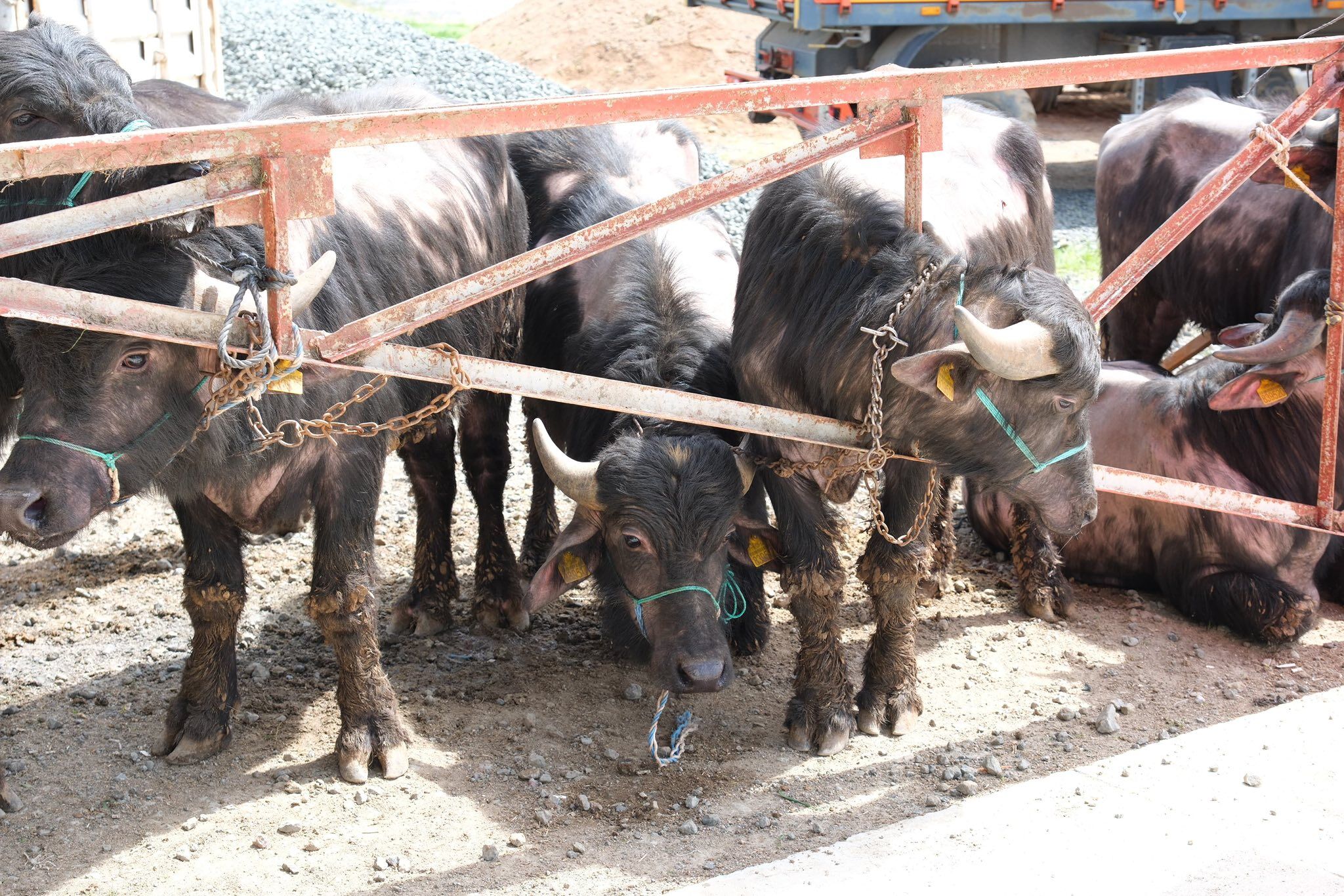 Yozgat’ta Üreticiye Can Suyu Damızlık Mandalarla Islah Süreci Başladı (6)
