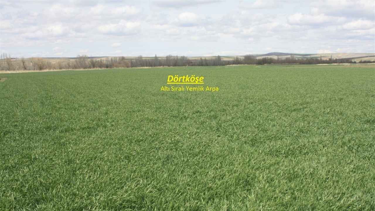 Yozgat’ta Verim Seferberliği Yeni Arpa Çeşitleri Tanıtılıyor (1)