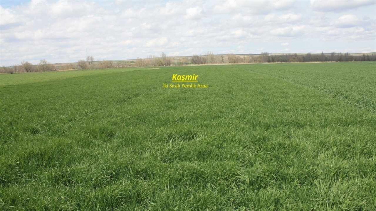 Yozgat’ta Verim Seferberliği Yeni Arpa Çeşitleri Tanıtılıyor (2)