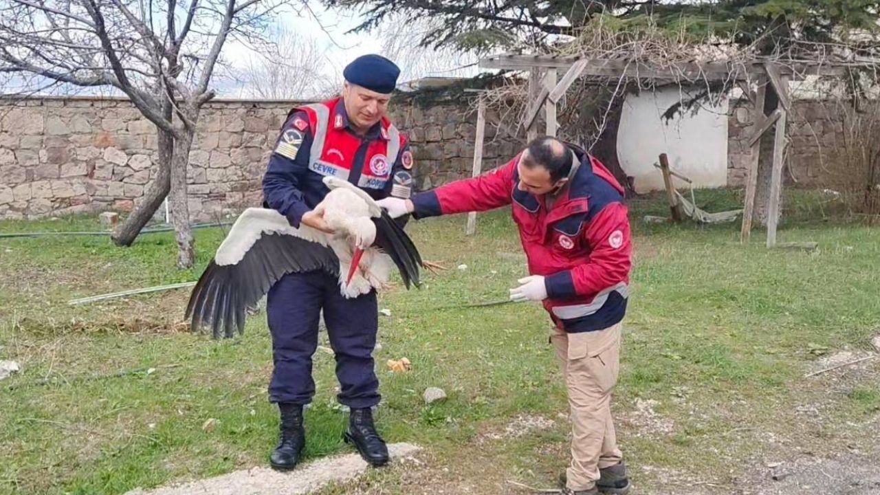Yozgat’ta Yaban Hayatı Çalışmasında Kritik An (1)