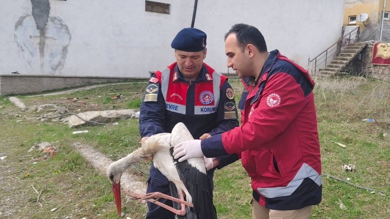 Yozgat’ta Yaban Hayatı Çalışmasında Kritik An (2)
