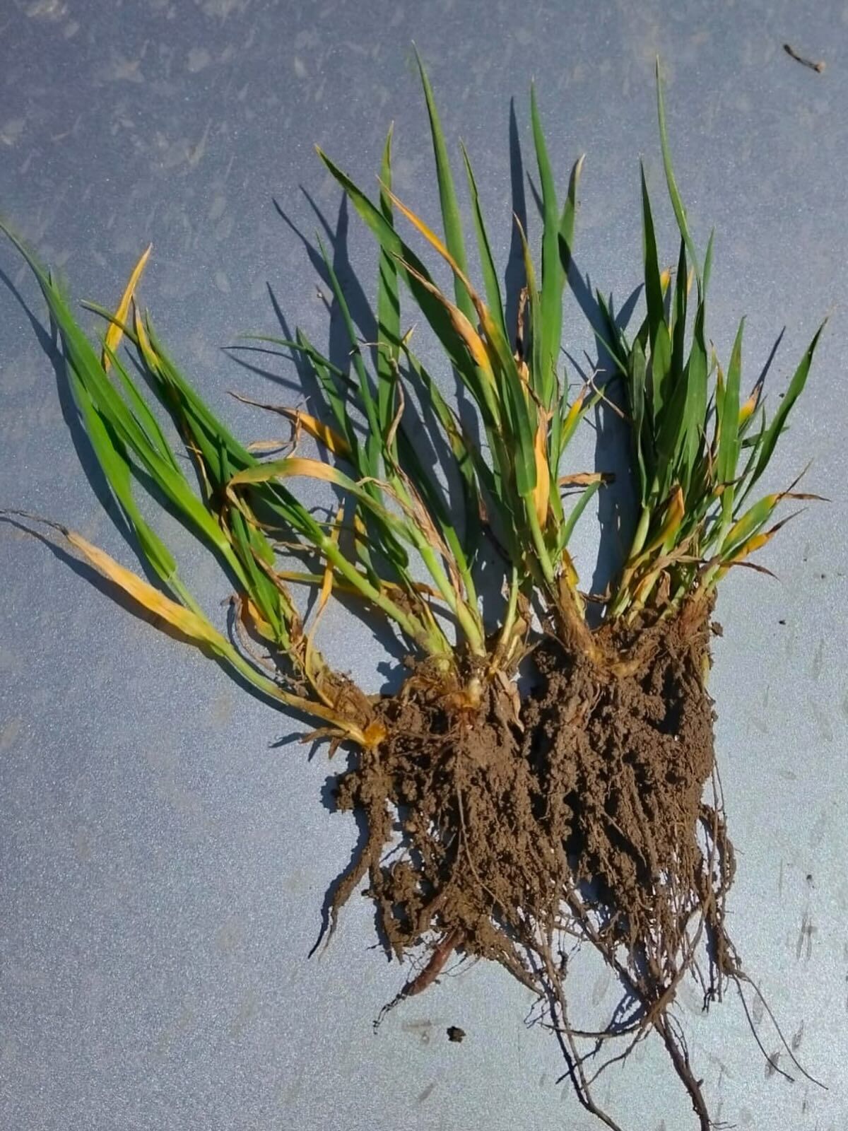 Yozgat'ta Yağış Sonrası Alarm