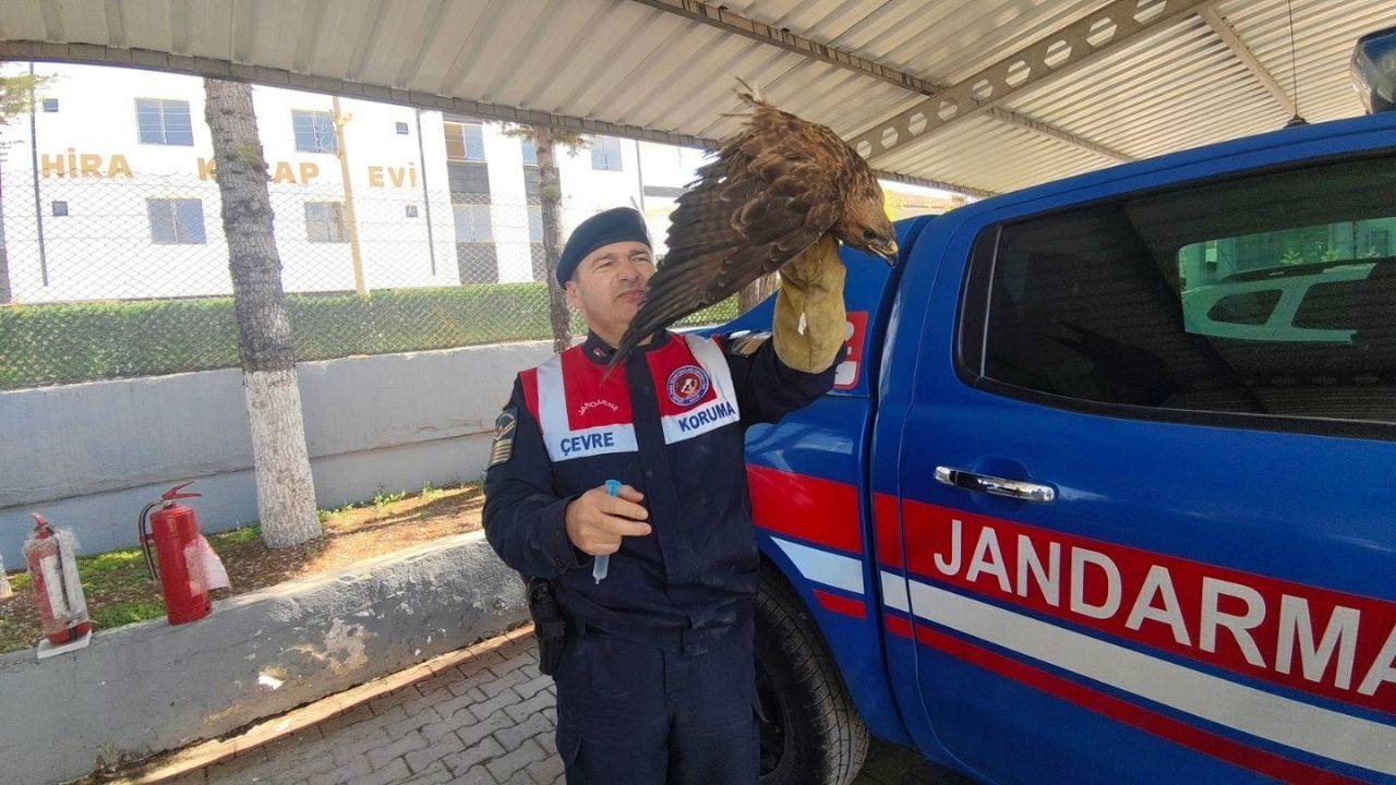 Yozgat’ta Yaralı Şahin Tedaviye Alındı, Yaban Hayatı İçin Özel Destek Başlatıldı (2)