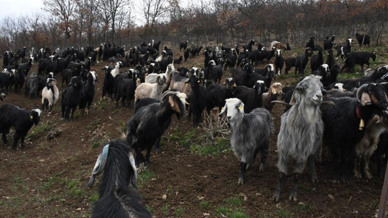 Yozgat’ta Yılların Yetiştiricisinden Şaşırtan Çözüm Kayıplar Nasıl Durdu (2)