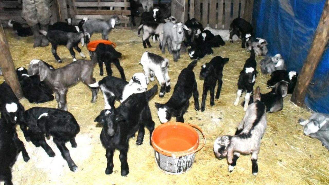 Yozgat’ta Yılların Yetiştiricisinden Şaşırtan Çözüm Kayıplar Nasıl Durdu (4)